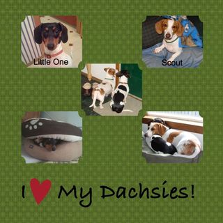 Dachsie Love-002